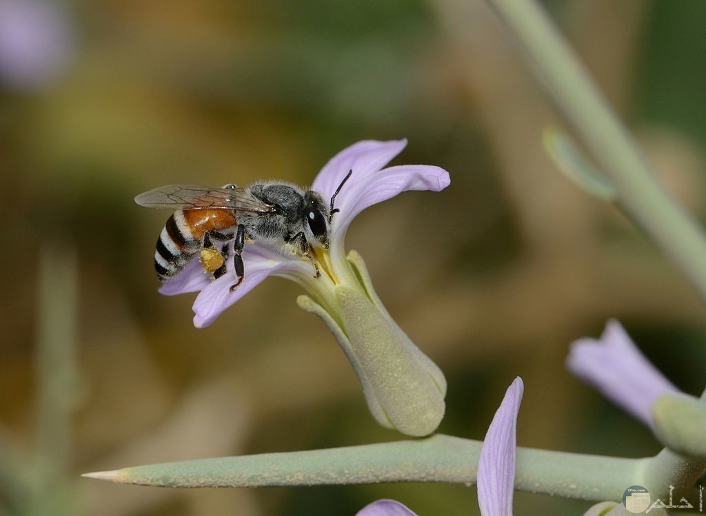 اجمل صور النحل