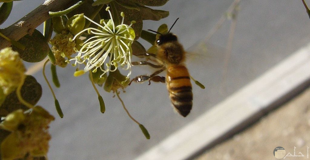 أجمل صور النحل الرائعة