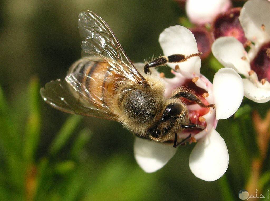 أجمل صور النحل الجميلة جدا