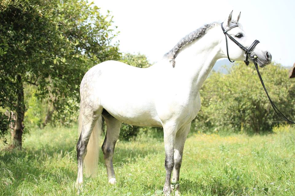 حصان أندلسي أبيض