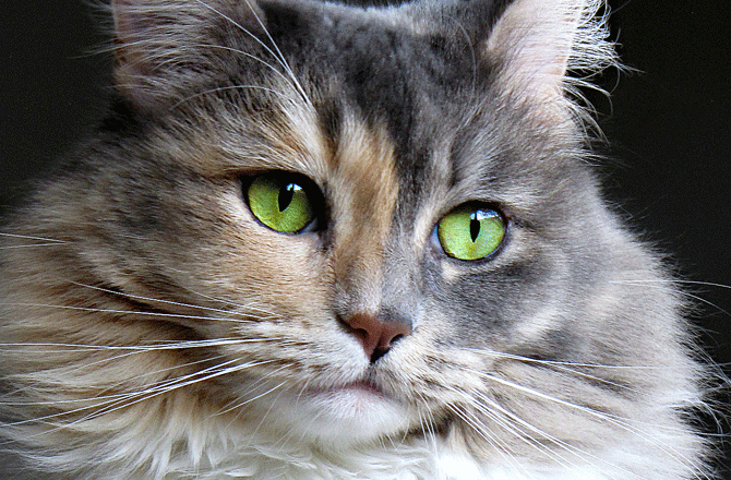 صور عيون قطط جميلة