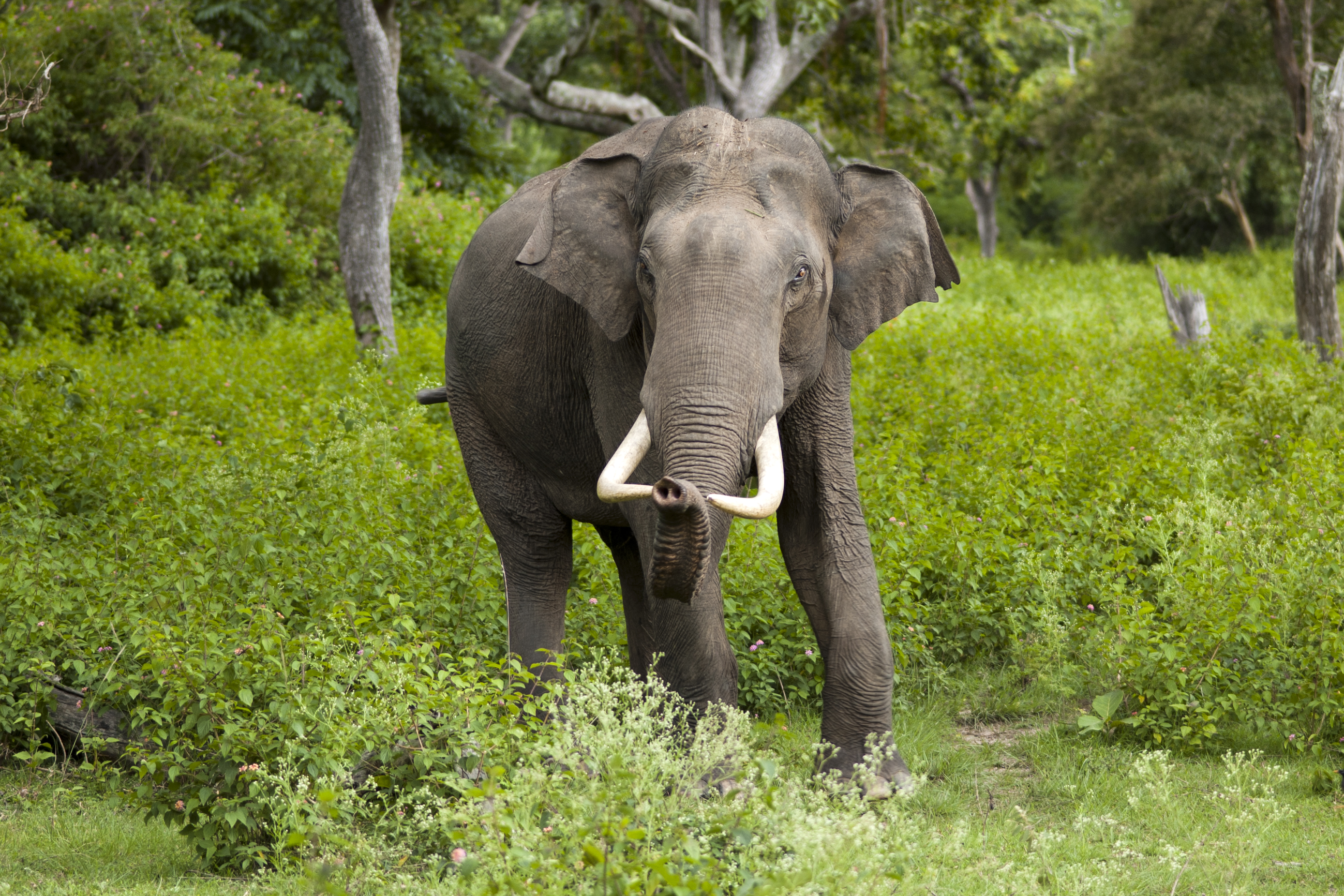 صورة فيل هندي