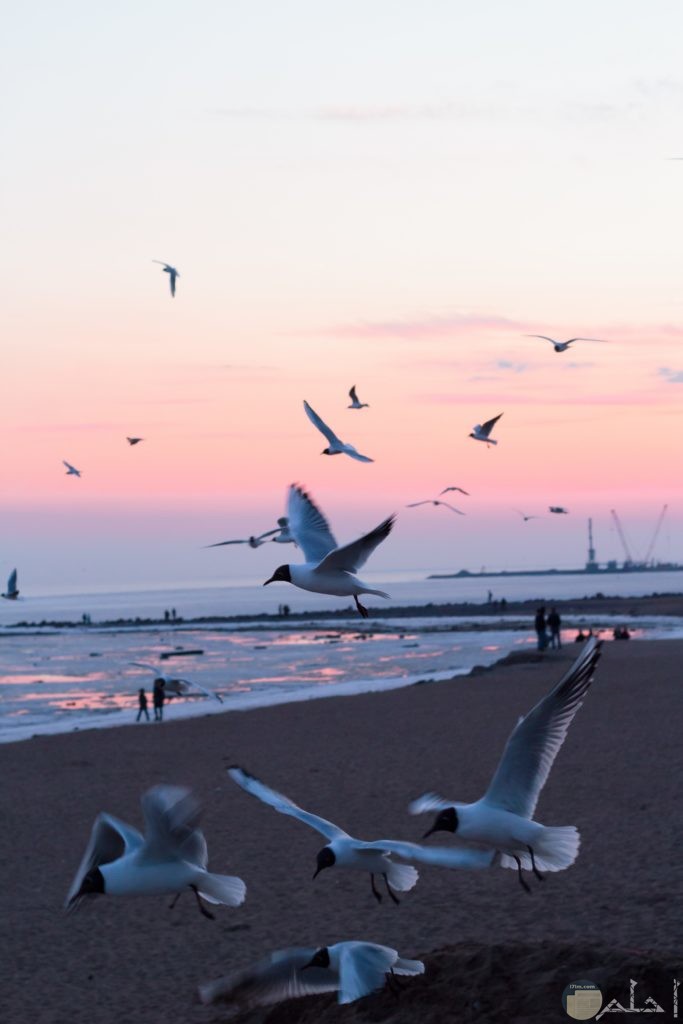 صور طيور يطيرون في السماء بجوار البحر