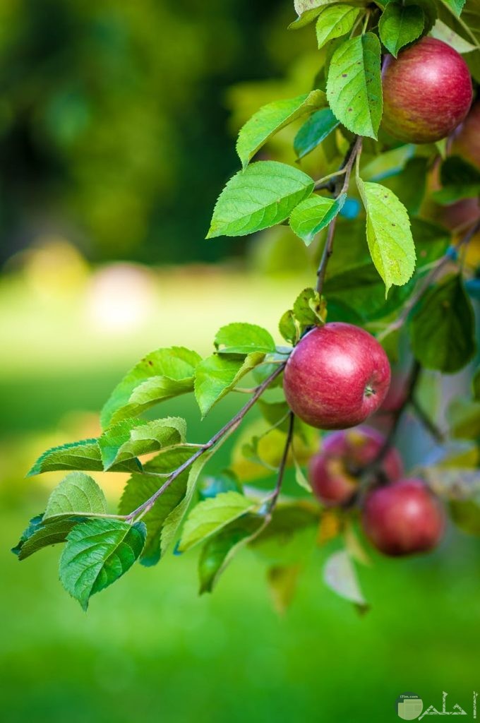 جمال التفاح الأحمر على فرع الشجر