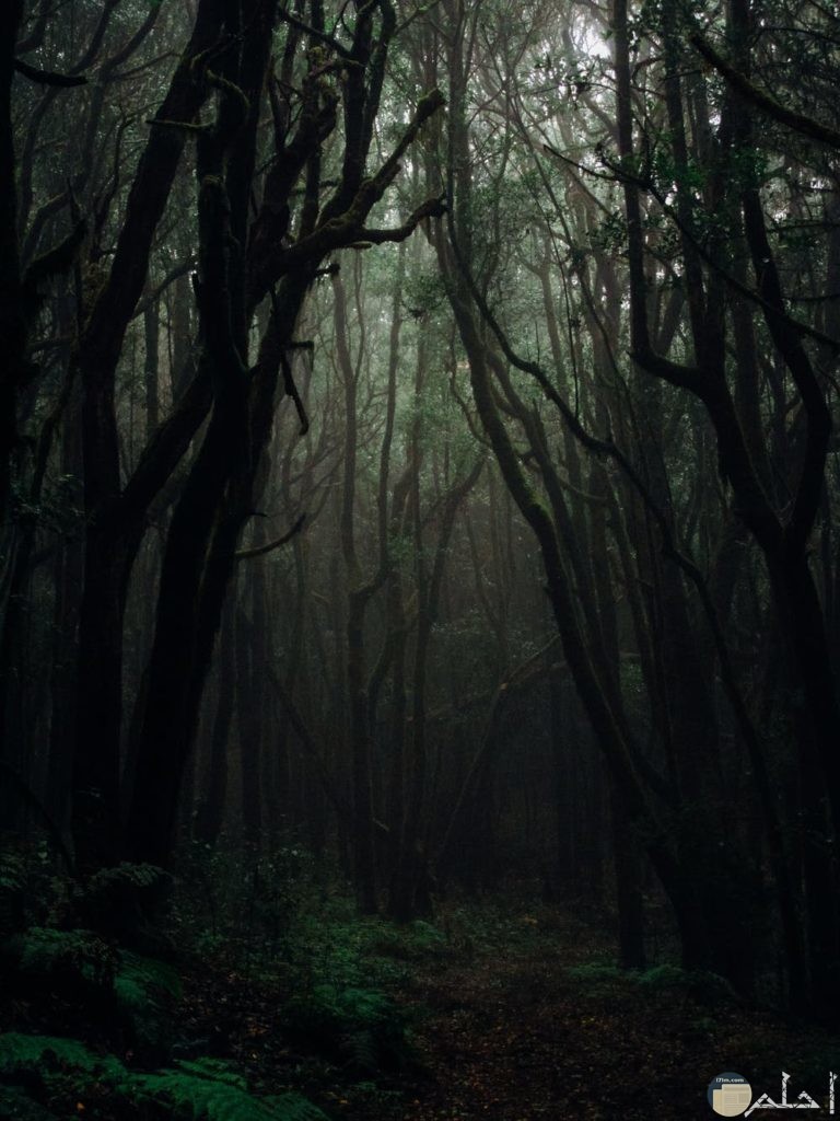 صور الغابات ليلا مدهشة 