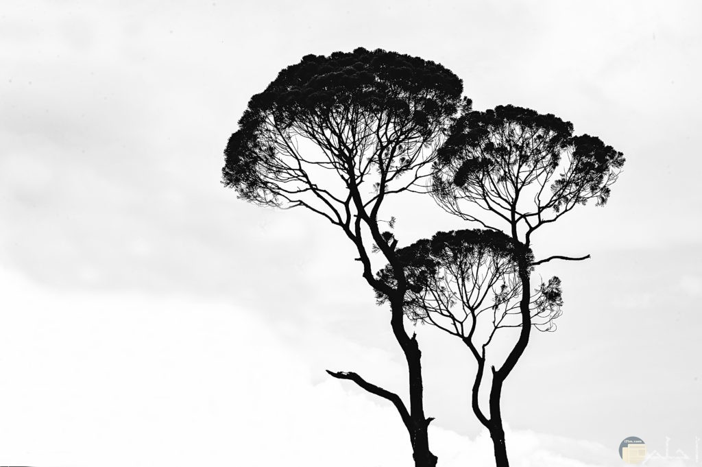 صور ثيمات للأشجار