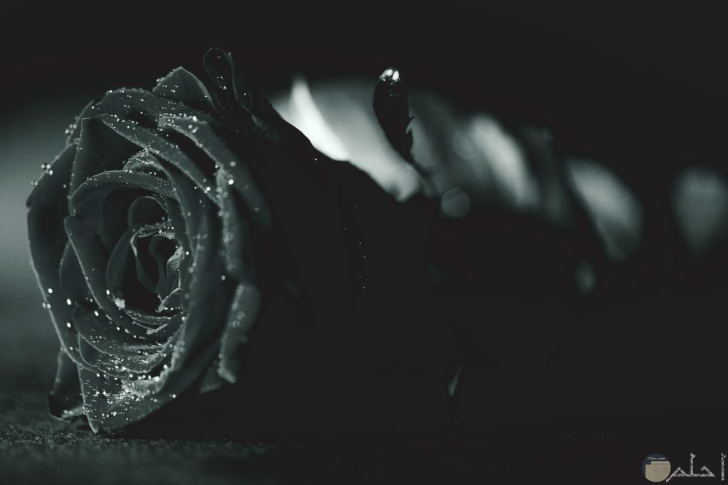 صورة وردة مميزة سوداء اللون