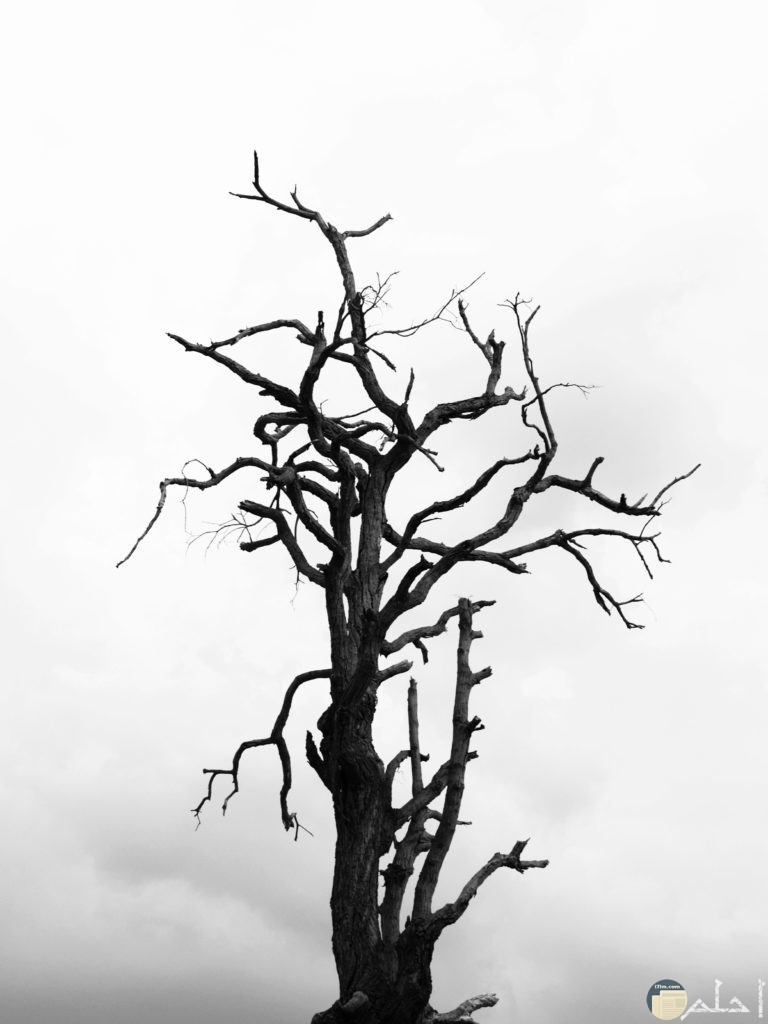 صور ثيمات لشجرة بدون أوراق