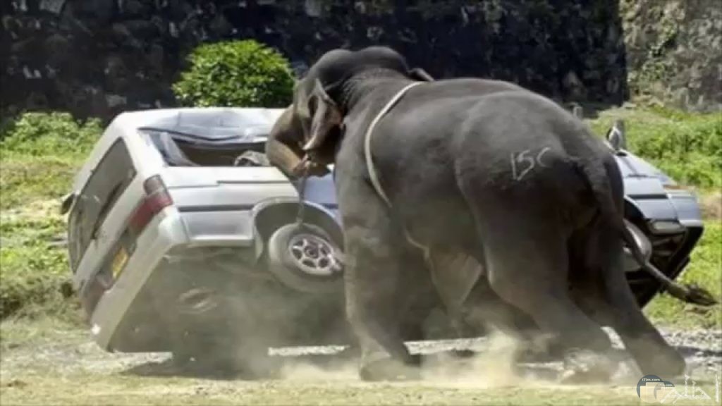 صورة لفيل يقوم بتحطيم سيارة