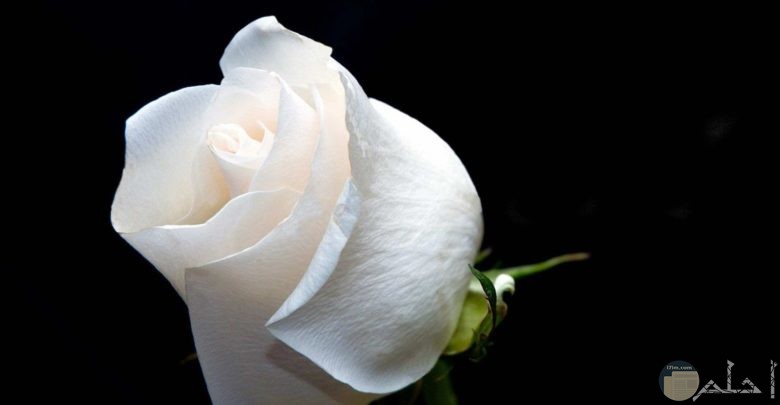 وردة بيضاء رقيقة وجميلة