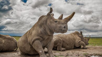 صورة لحيوانات وحيد القرن يجلسون سوياً